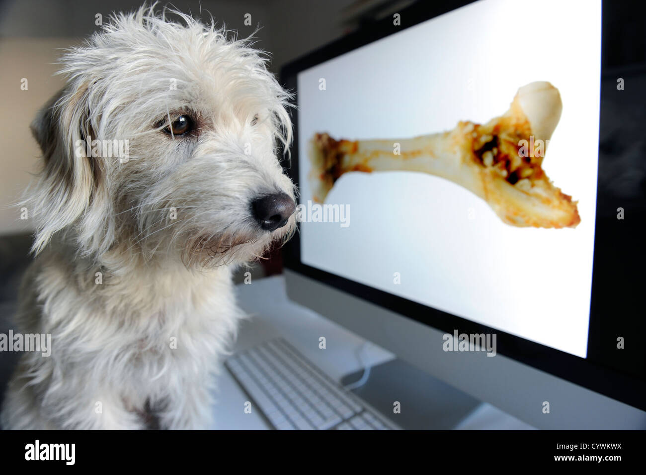 Terrier Hund einen Knochen auf einem Computerbildschirm ansehen. Stockfoto
