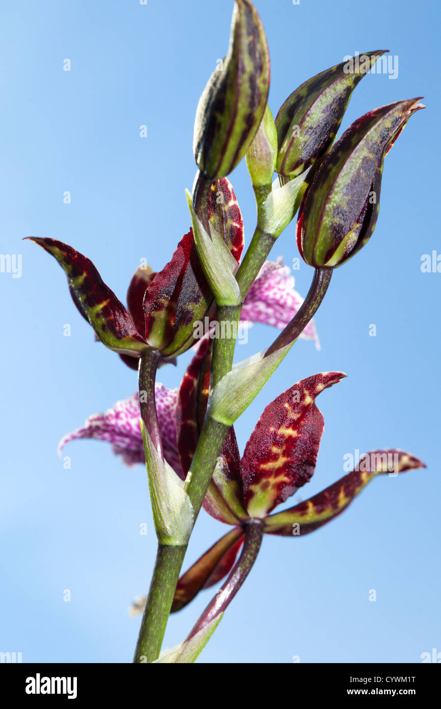 Cambria Orchidee (Orchidaceae) Stockfoto