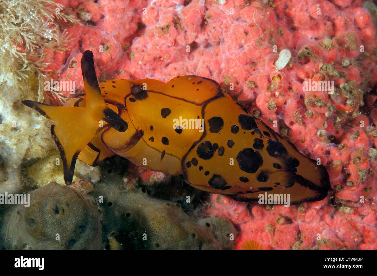 Nacktschnecken, Barthella Martensi, Nusa Kode Indonesien Stockfoto