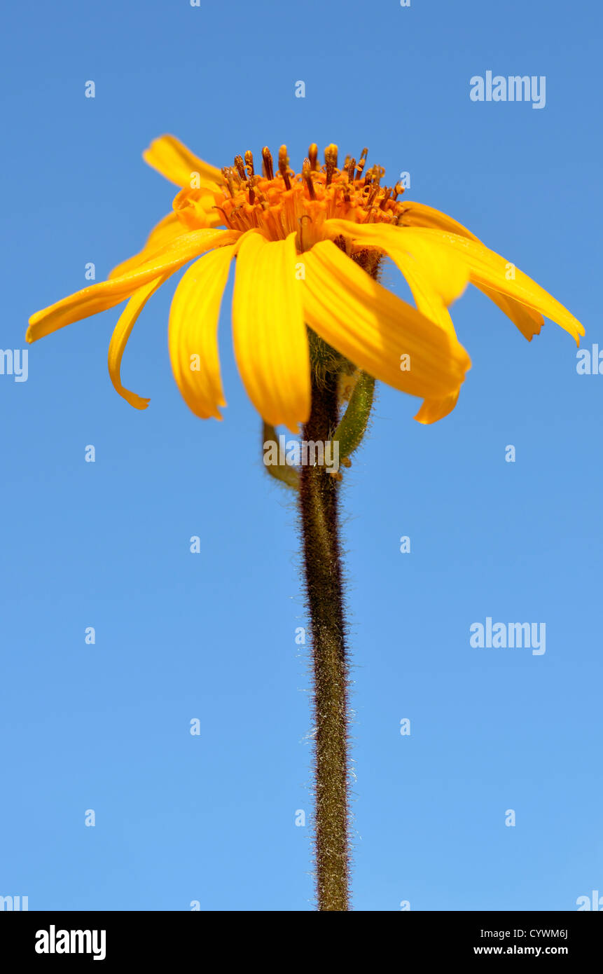 Closeup Berg Arnika Blume (Arnica Montana) auf blauen Himmelshintergrund Stockfoto