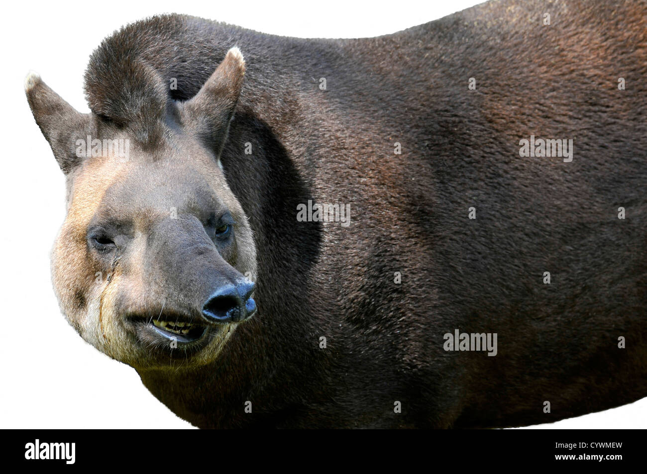 Porträt des südamerikanischen Tapir (Tapirus Terrestris) den Eindruck eines Lächelns isoliert auf weißem Hintergrund Stockfoto