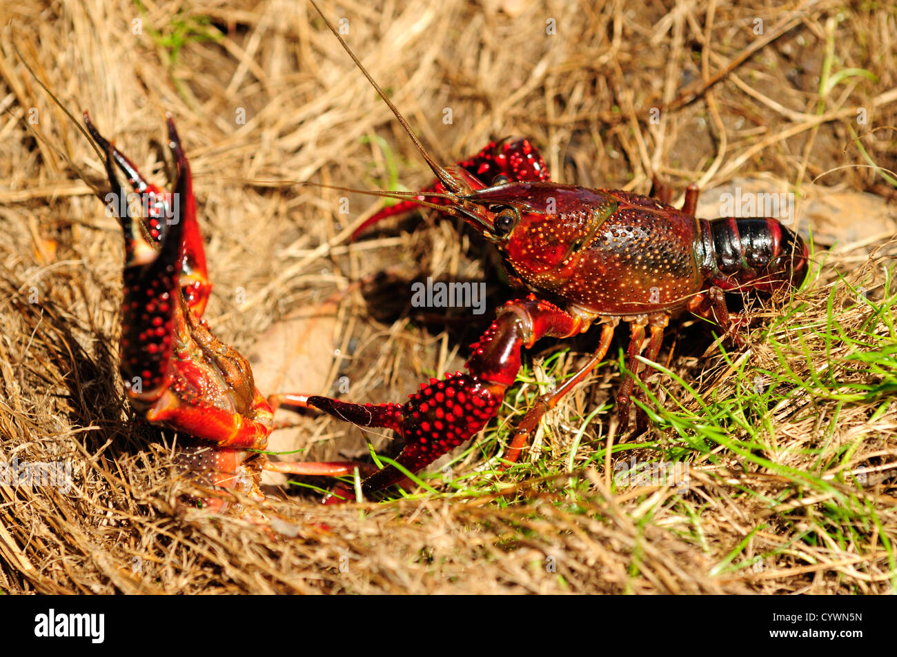Louisiana krebse procambarus clarkii -Fotos und -Bildmaterial in hoher ...