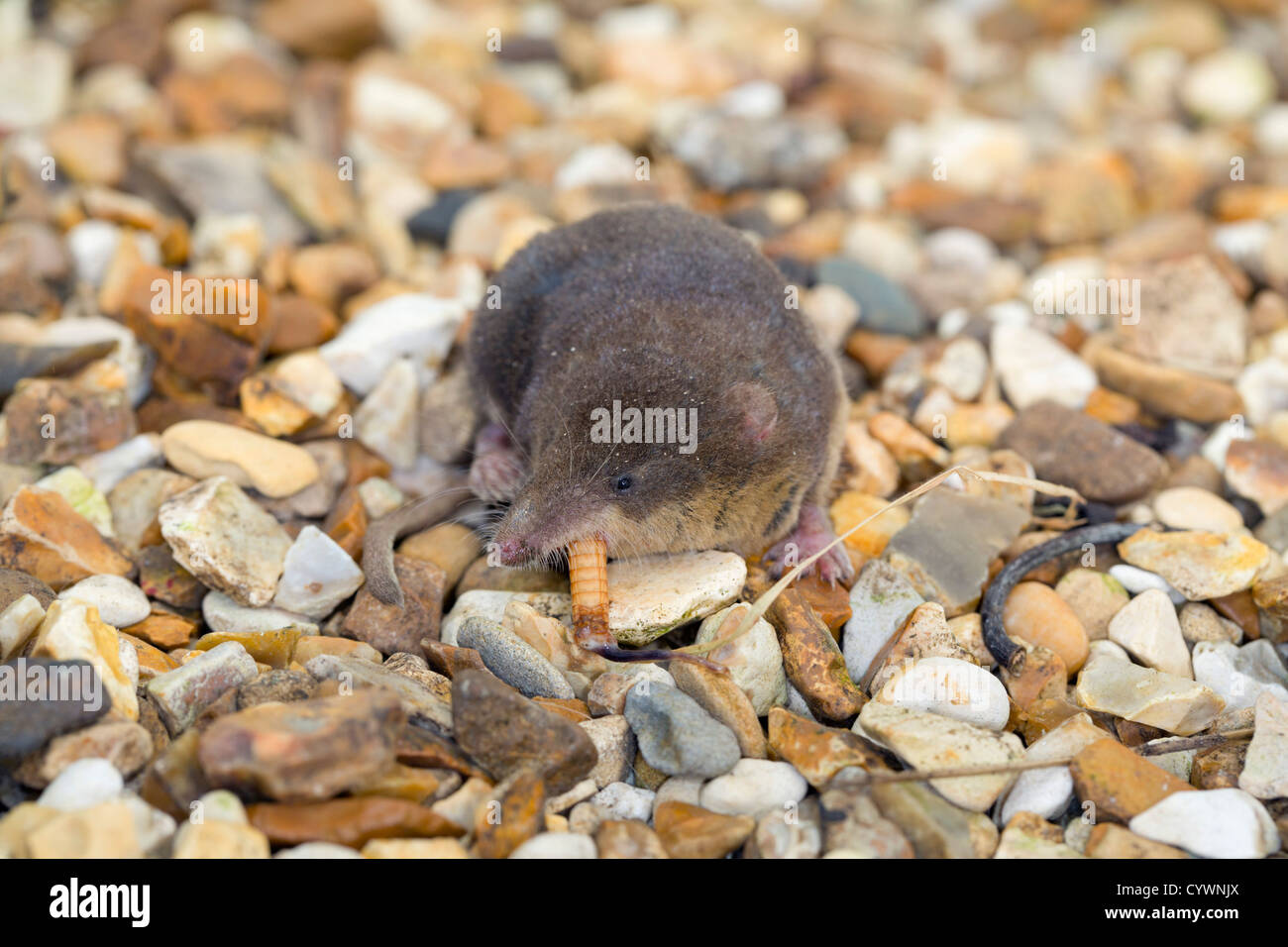 Wasser-Zähmung; Neomys Fodiens; VEREINIGTES KÖNIGREICH; Essen ein Insekt Stockfoto