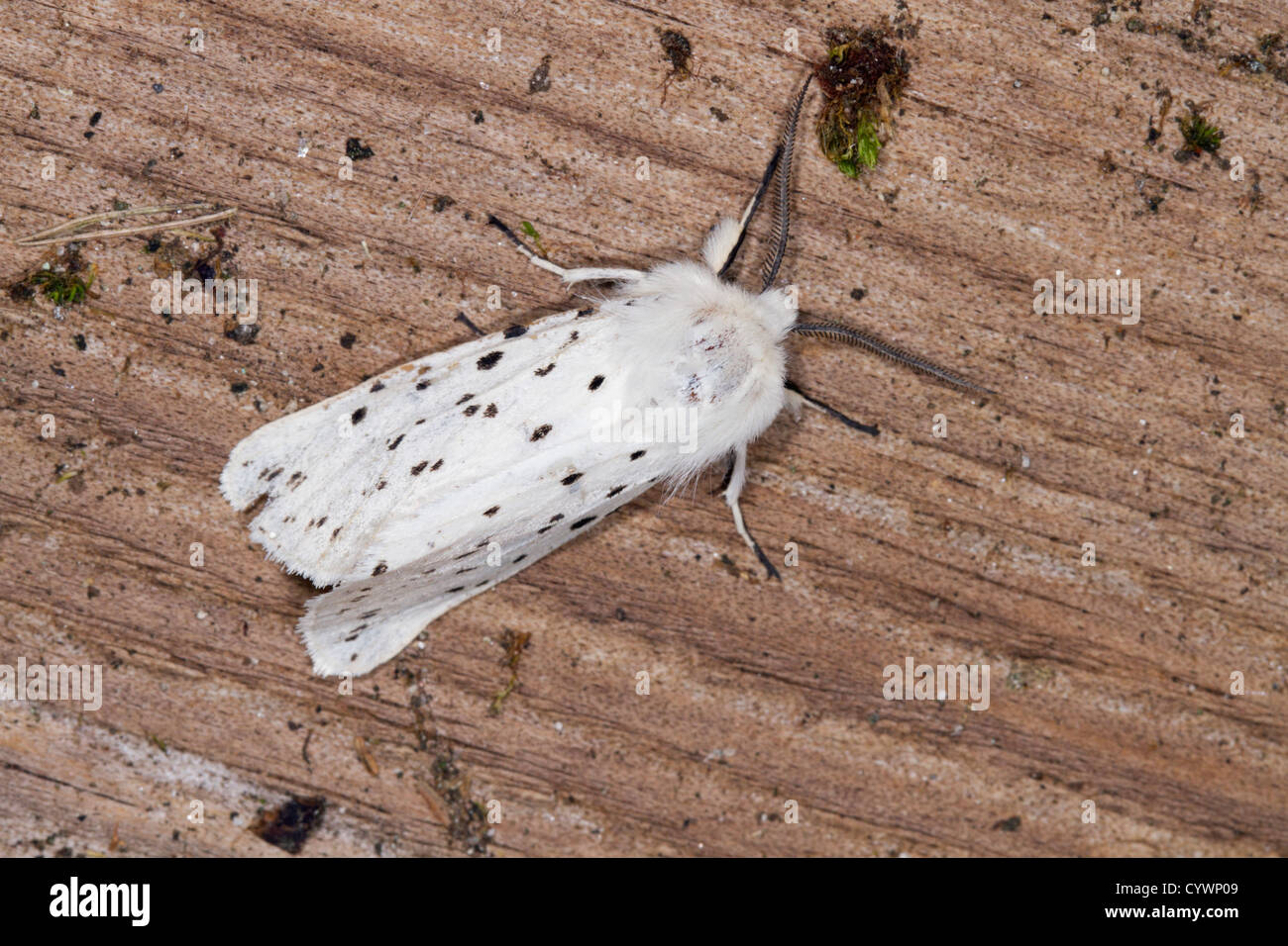 Weiße Hermelin Motte; Spilosoma Urticae; UK Stockfoto