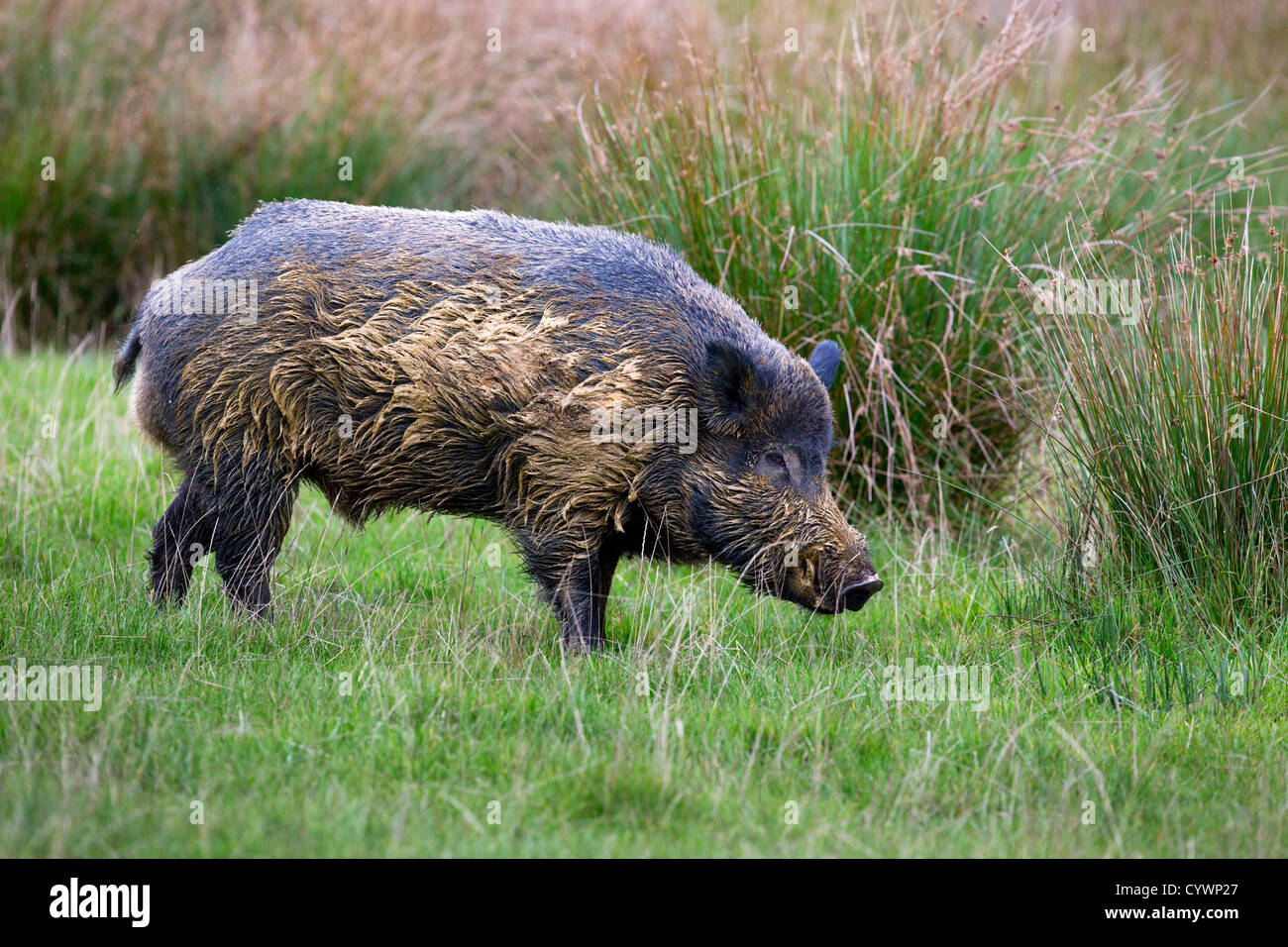 Wildschwein; Sus Scrofa; in Gefangenschaft; UK Stockfoto