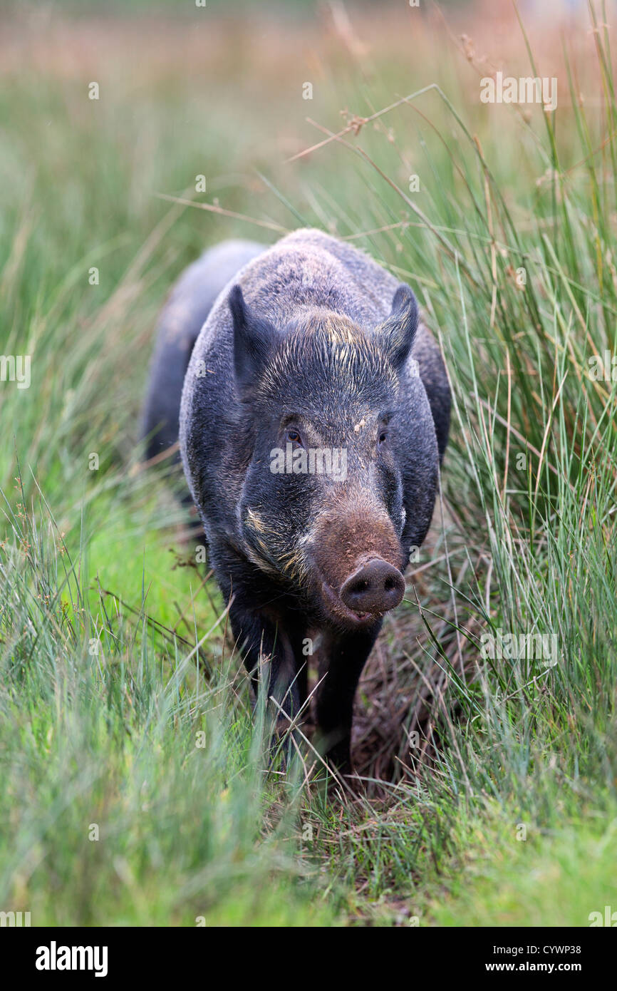 Wildschwein; Sus Scrofa; in Gefangenschaft; UK Stockfoto