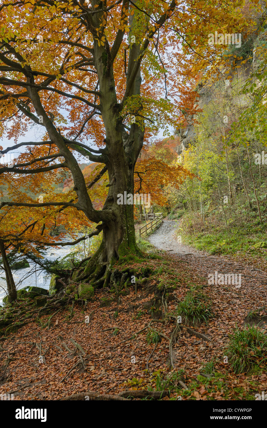 Herbst am Allenbanks in Northumberland Stockfoto
