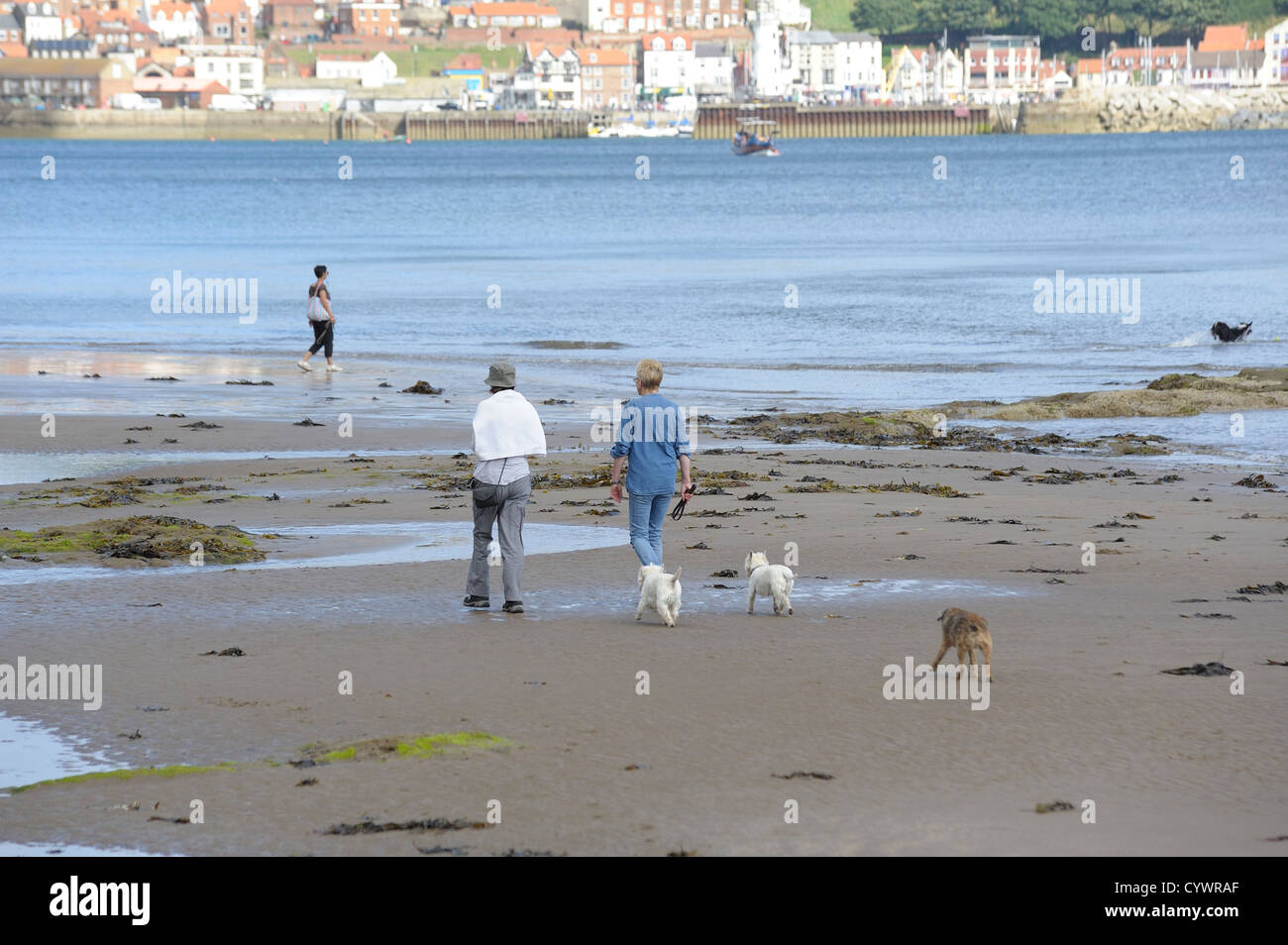 Menschen zu Fuß ihre Hunde auf Scarborough Beach North Yorkshire England uk Stockfoto