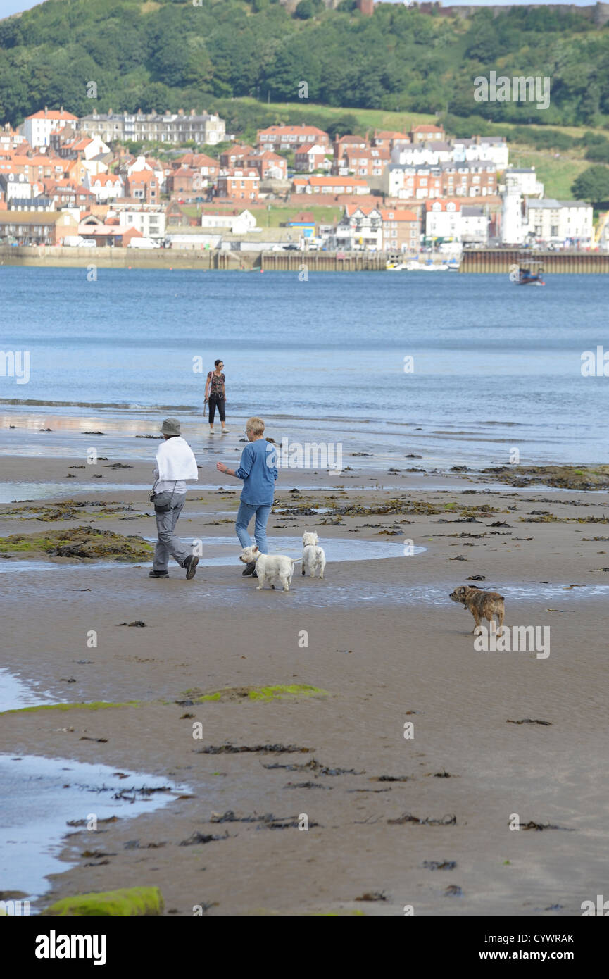 Menschen zu Fuß ihre Hunde auf Scarborough Beach North Yorkshire England uk Stockfoto