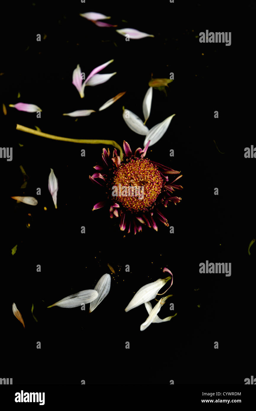 Tote Blumen auf schwarzem Hintergrund Stockfoto