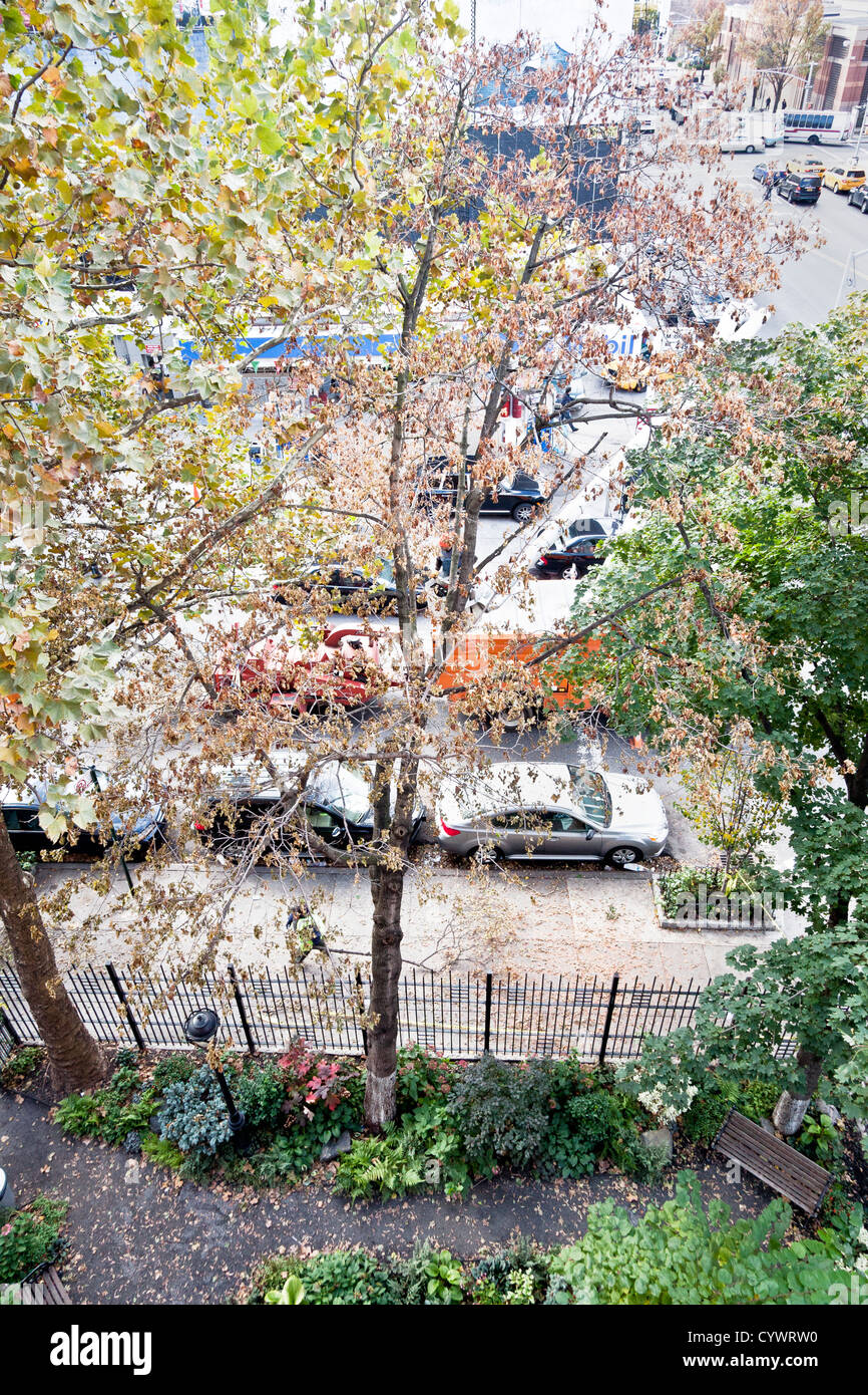 Baumpfleger mit Hubarbeitsbühne sah beginnen Demontage Baum entwurzelt durch den Hurrikan Sandy & aufgespießt auf Gartenzaun New York Stockfoto