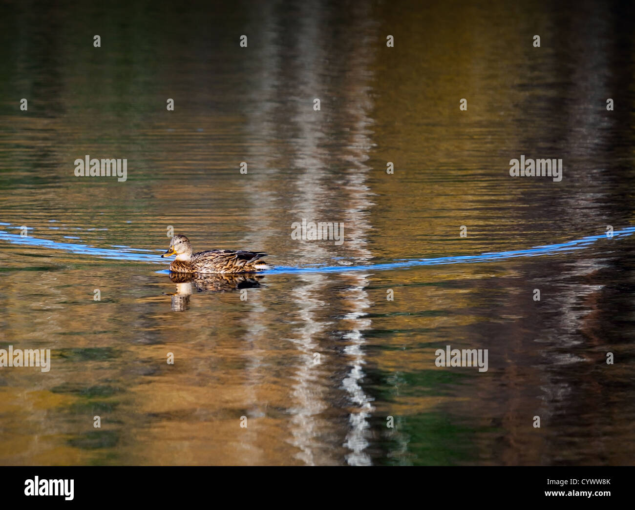 Ente schwimmt auf dem herbstlichen Seewasser mit blauen Spur Stockfoto