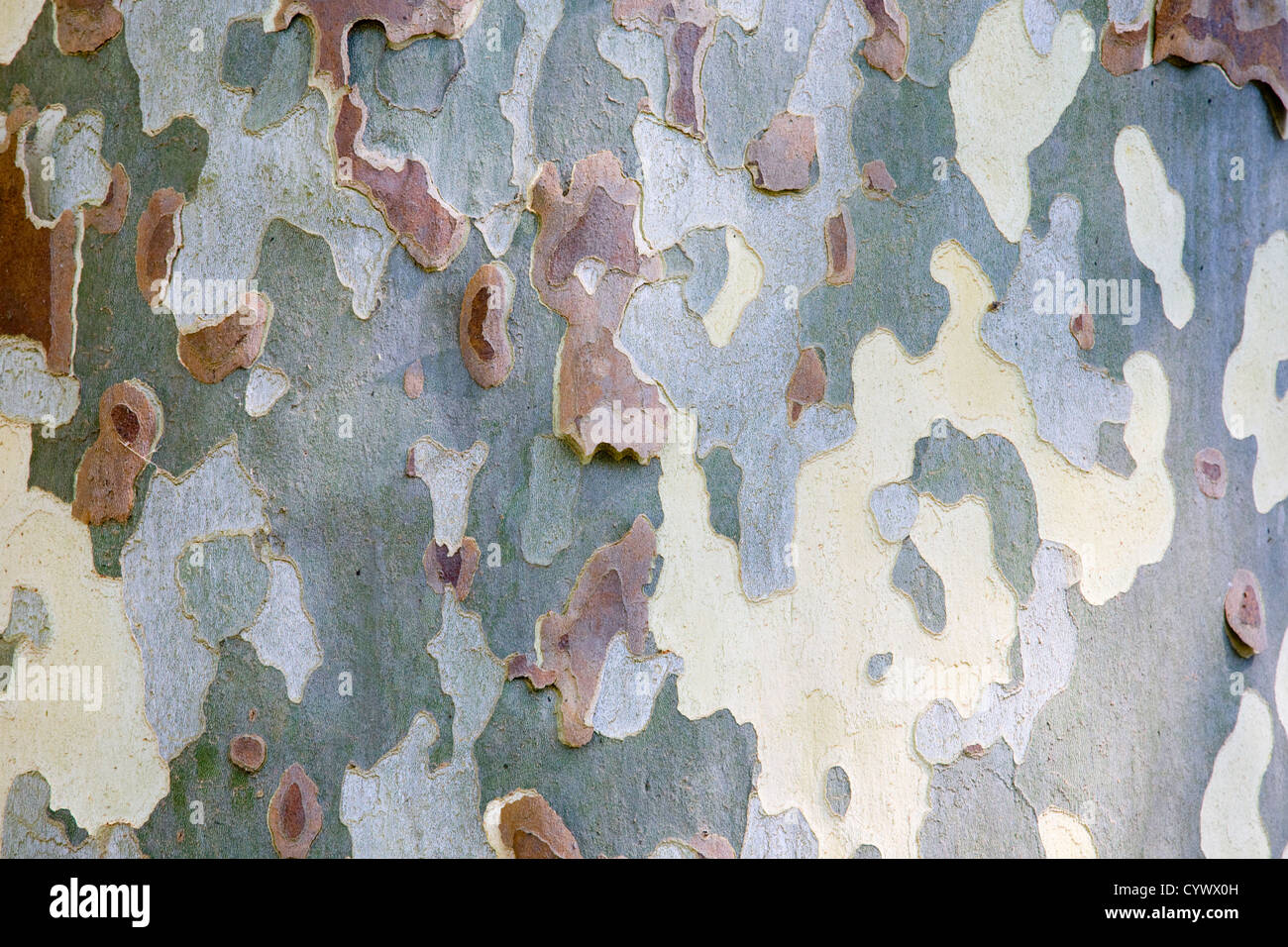 Platane Rinde Nahaufnahme Stockfoto