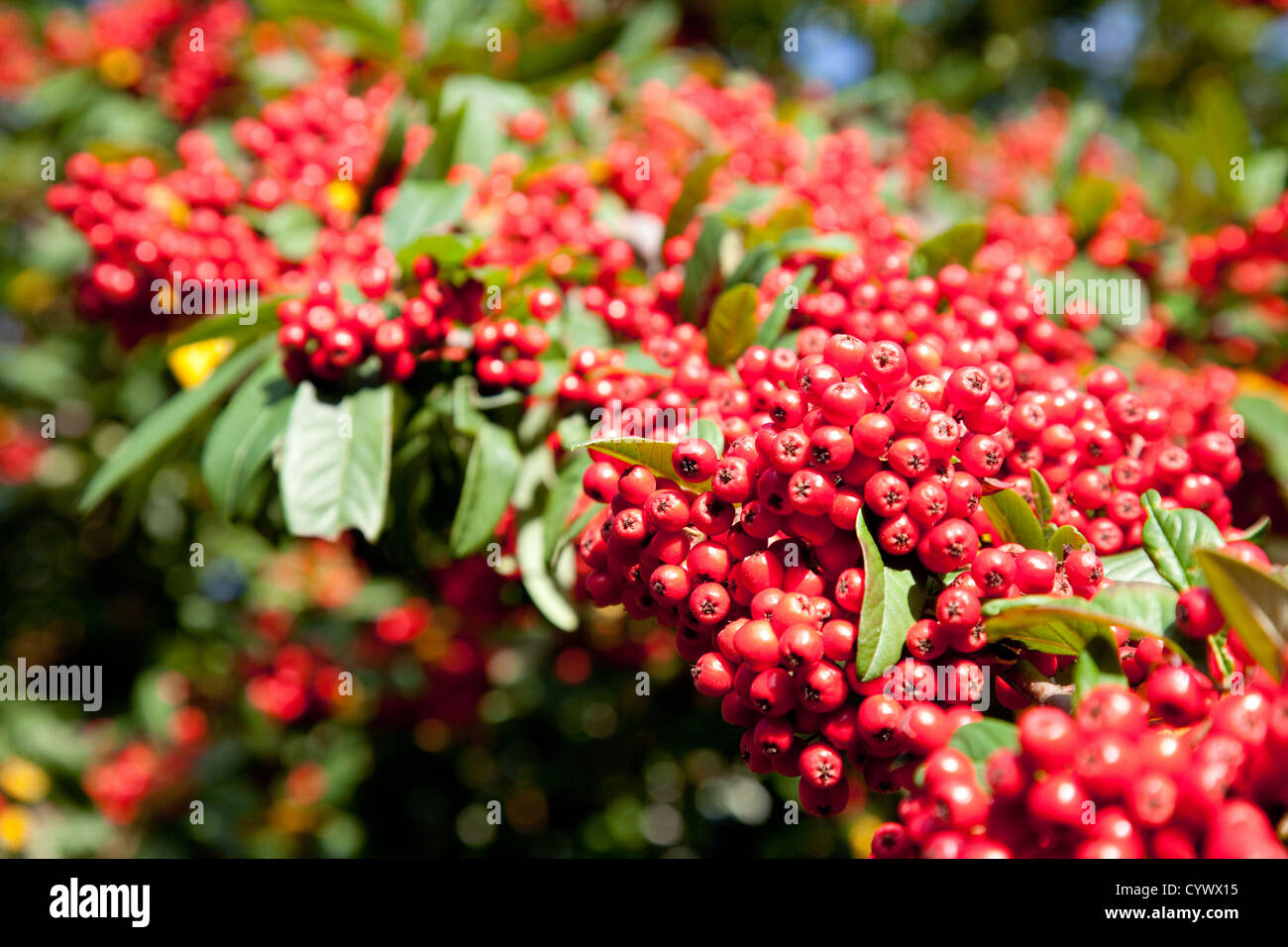 Rote Beeren der Eberesche bzw. Vogelbeerbaum, im Herbst fallen, UK