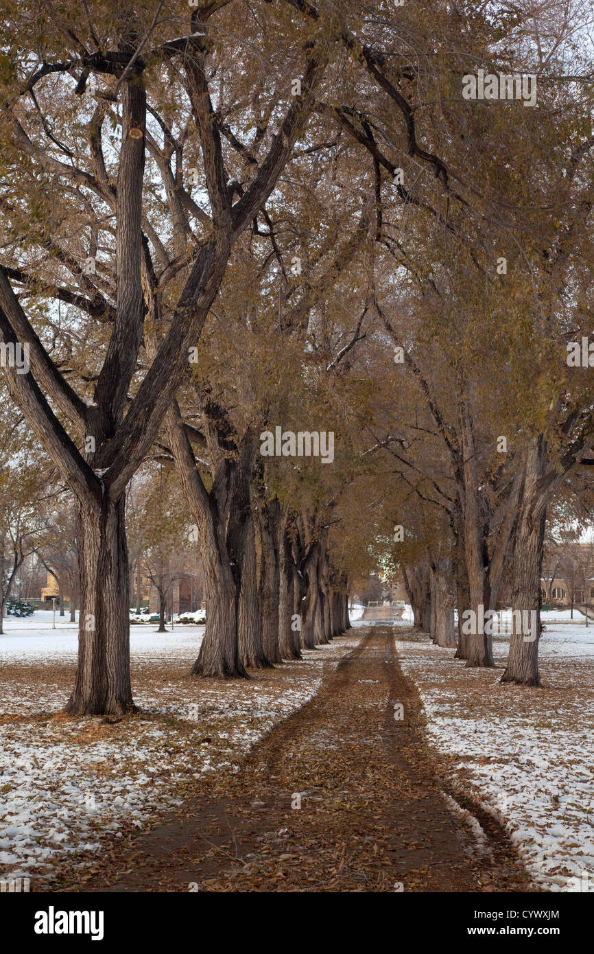 Alleey der alten Ulmen mit abgebrochenen Zweige nach frühen Wintersturm - das historische Oval am Colorado State University campus Stockfoto