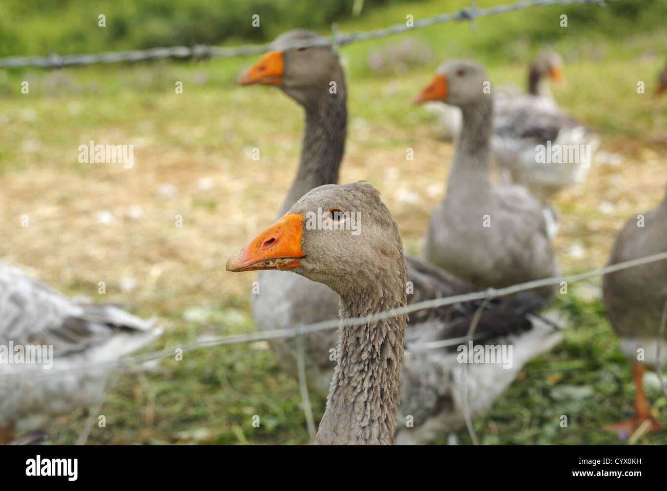 Bauernhof graue Gänse in Frankreich Stockfoto