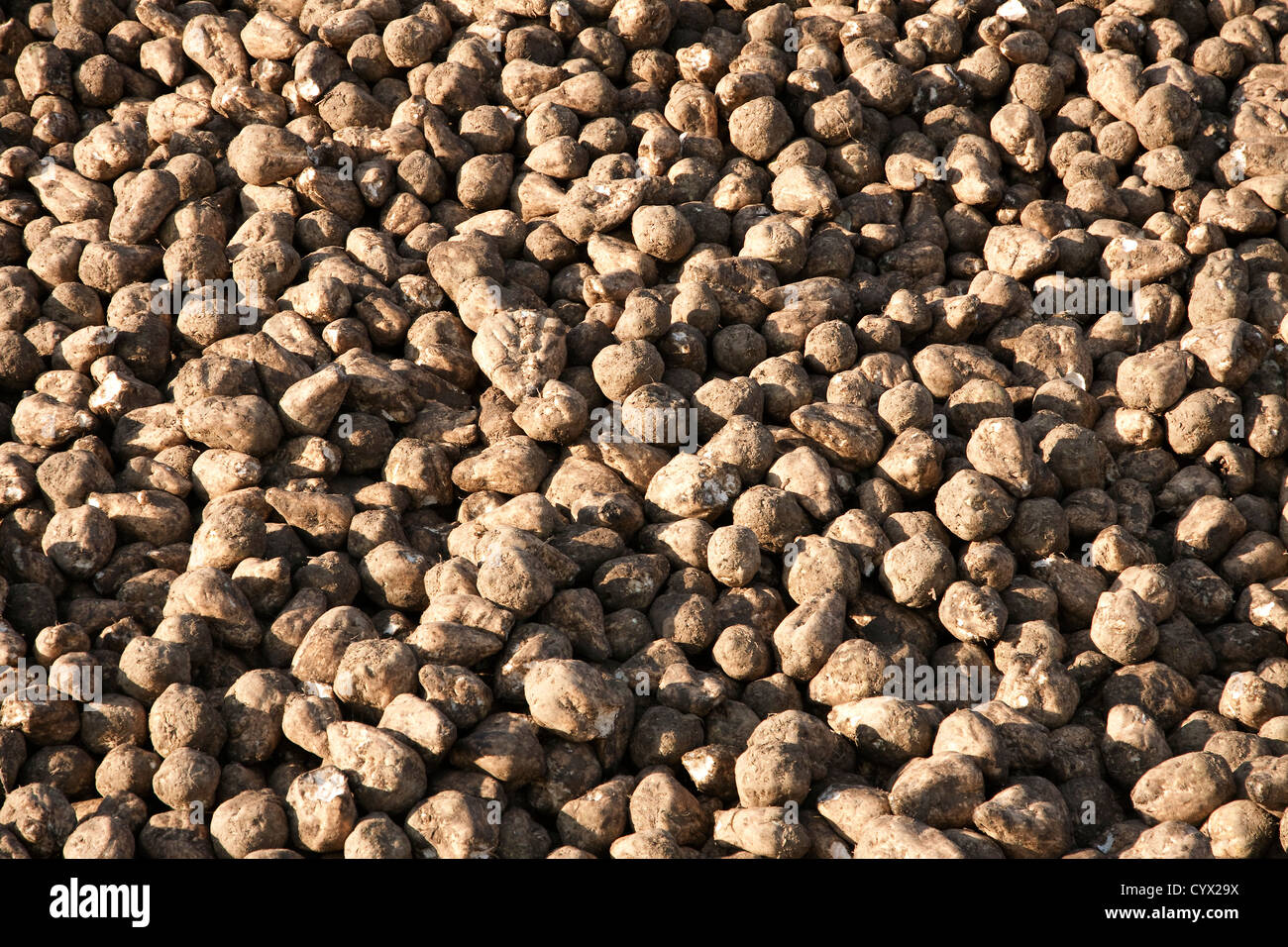 Große Haufen von Zuckerrüben Zuckerrüben ernten Saginaw County Michigan Herbst USA Stockfoto