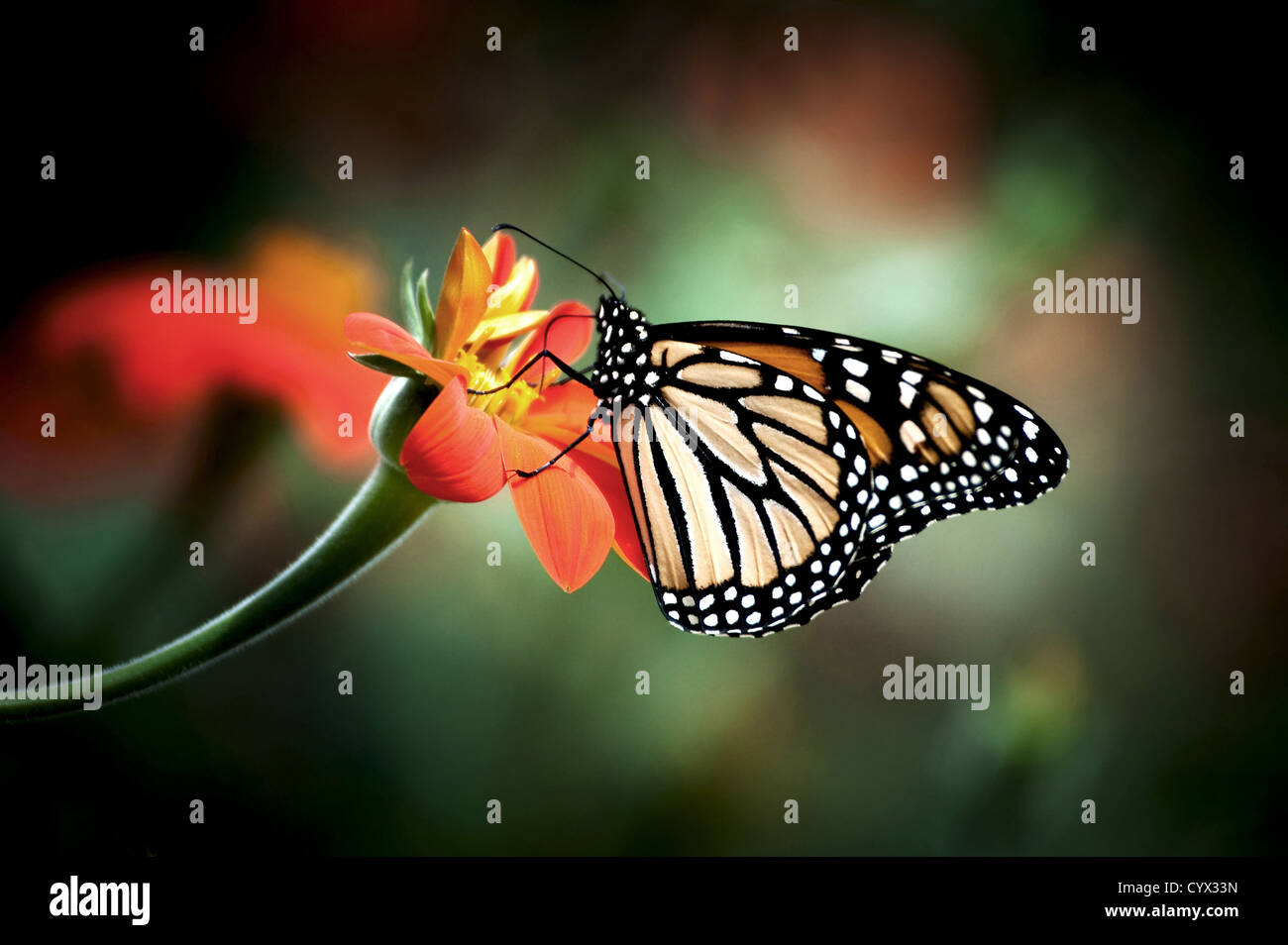 Schmetterling auf orange Blume Stockfoto