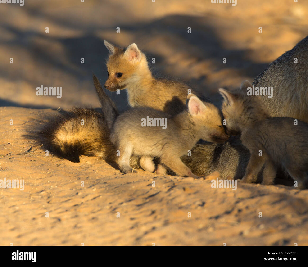 Kap-Fox mit drei Babys an den Stockfoto