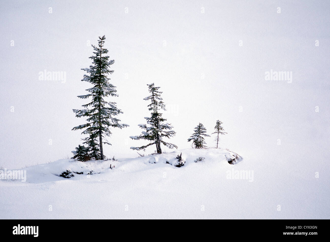 Winter-Wunderland Landschaft Szene - Nadelbäume wachsen in einer Zeile in einem Schnee-Whiteout-Einstellung Stockfoto