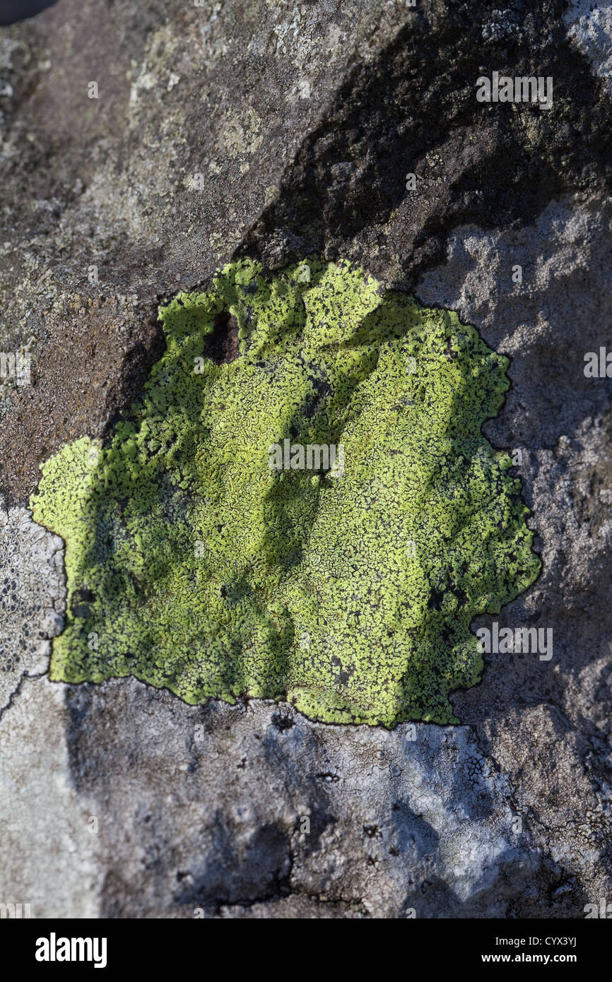 Karte-Flechten (Rhizocarpon sp.) Auf einer Steinmauer. Iona, Inneren Hebriden, Westküste Schottlands. Stockfoto