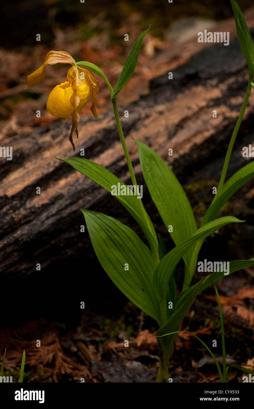 Gelbe Frauenschuh Orchidee (Cypripedium Parviflorum) blühen auf der nördlichen Bruce Peninsula, Ontario, Kanada. Stockfoto