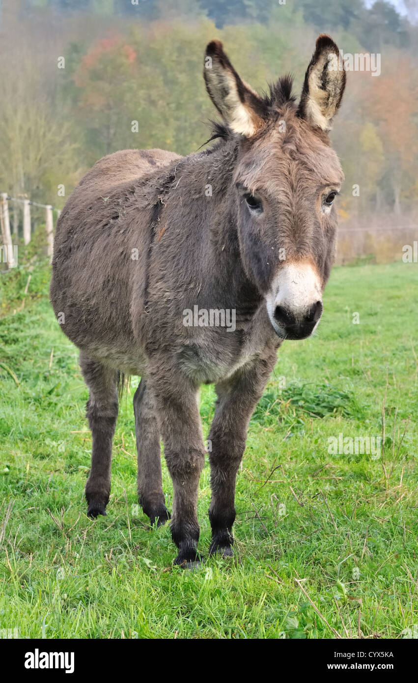 ein schöner Esel auf einer Weide von vorne gesehen Stockfoto