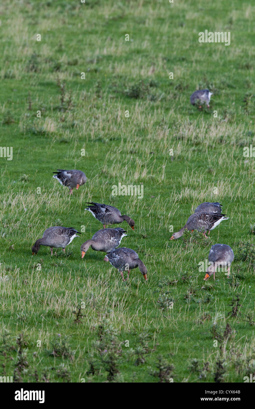 Graugänse (Anser Anser). Große Scheine in Aktion. Weiden, Weide von Schafen selektiv, Grasnarbe. Echte wilde Vögel auf Iona. Stockfoto