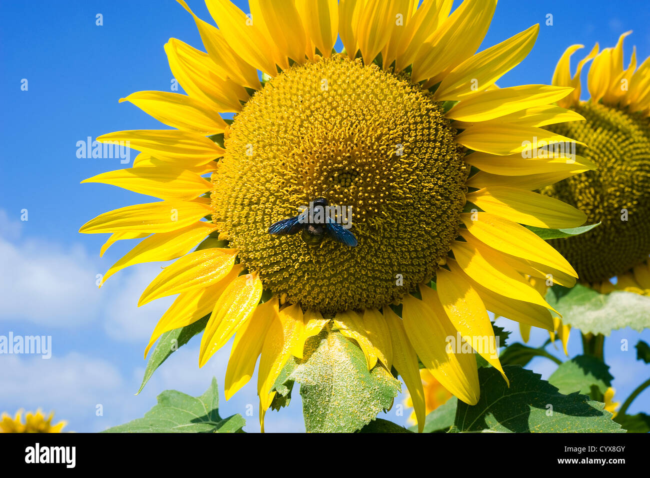 Eine Biene auf eine Sonnenblume in einem Sonnenblumenfeld sitzen. Stockfoto