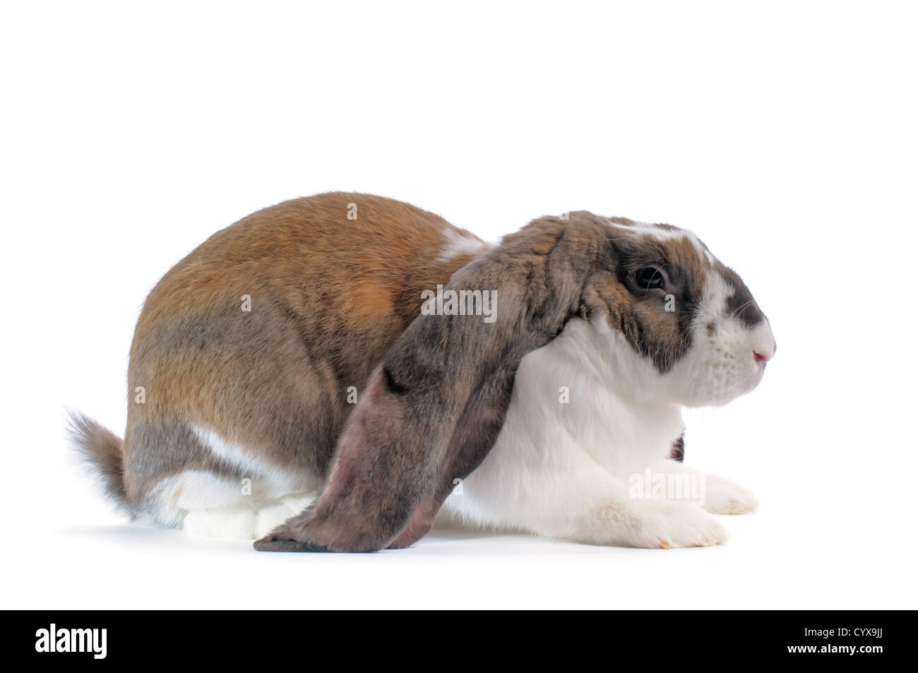 Eine englische Lop Kaninchen auf weißem Hintergrund. Stockfoto