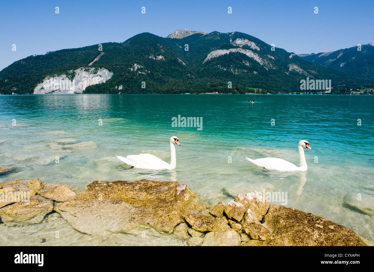 Gelben Felsen am Ufer des Wolfgangsee in Österreich, mit zwei Schwäne schwimmen durch Stockfoto
