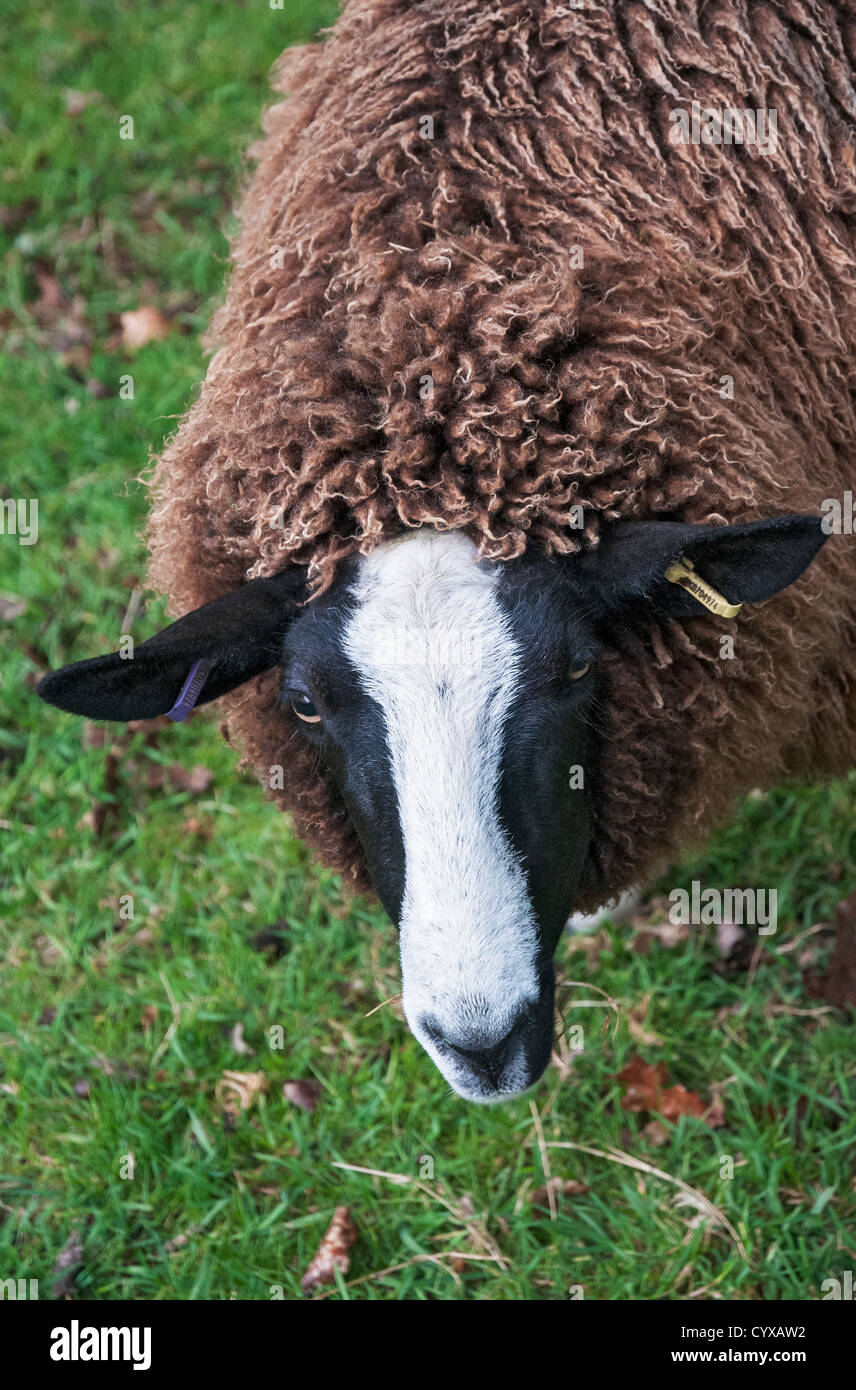 Wales, Snowdonia-Nationalpark, Betws-y-Coed, Balwen Welsh Mountain Sheep Stockfoto