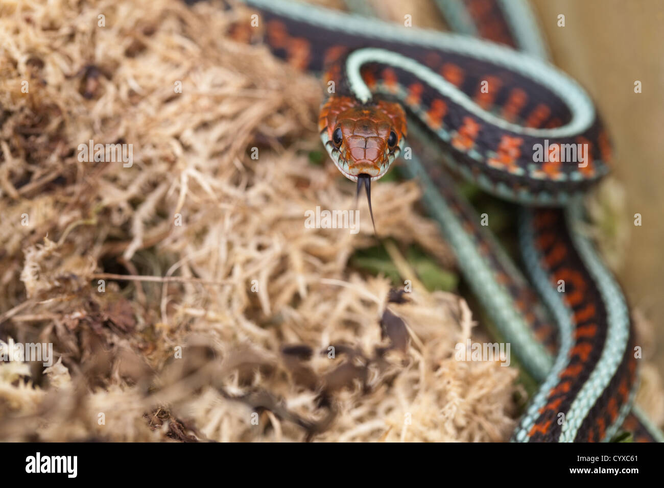 California Red-seitig Garter Snake (Thamnophis Sirtalis Infernalis). Stockfoto