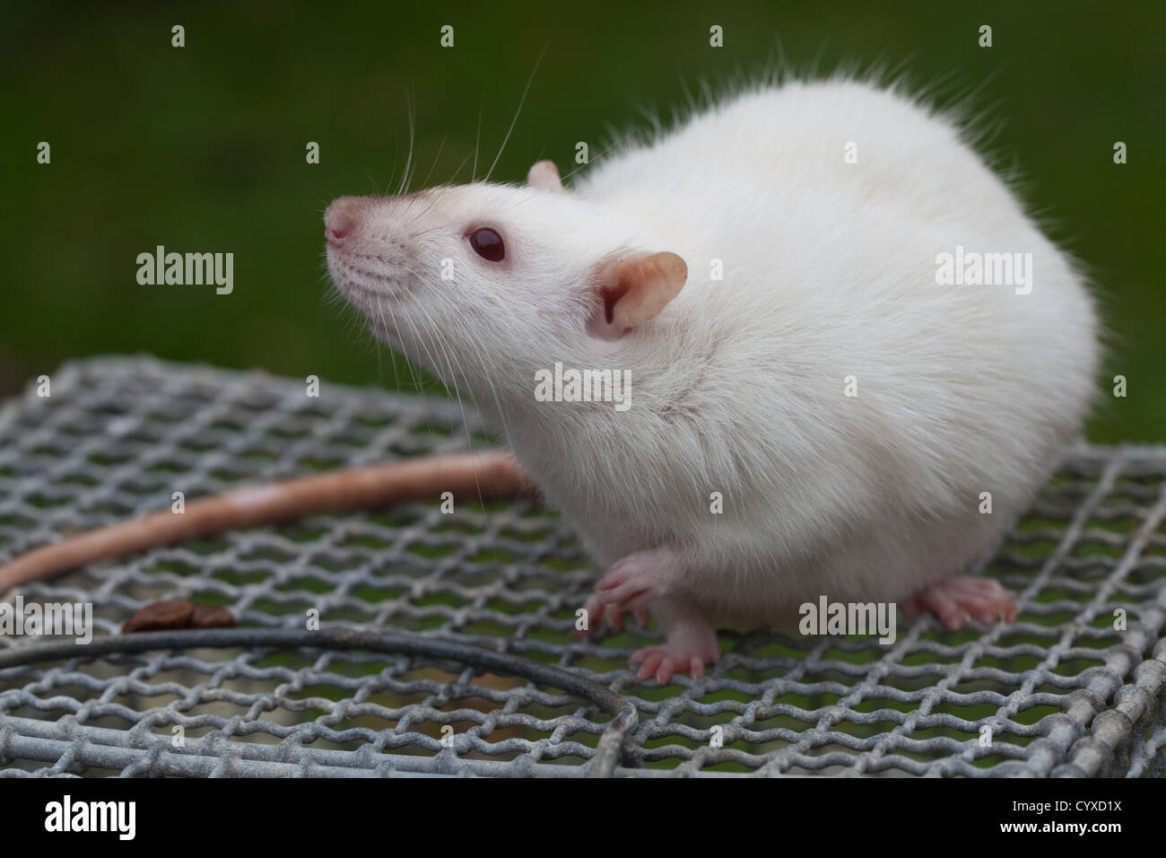 Inländische Albino-Ratte (Rattus Norvegicus). Trächtige Weibchen auf der Oberseite ein Labor mit Käfig. Stockfoto