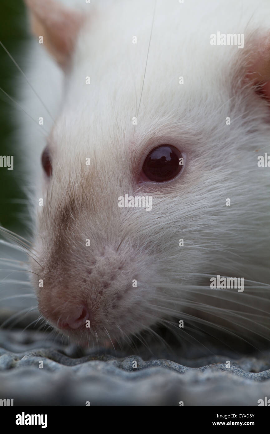 Inländische Albino-Ratte (Rattus Norvegicus). Erwachsenen. Gesichts Details, Augen, Nase, Tasthaare oder Schnurrhaare. Stockfoto
