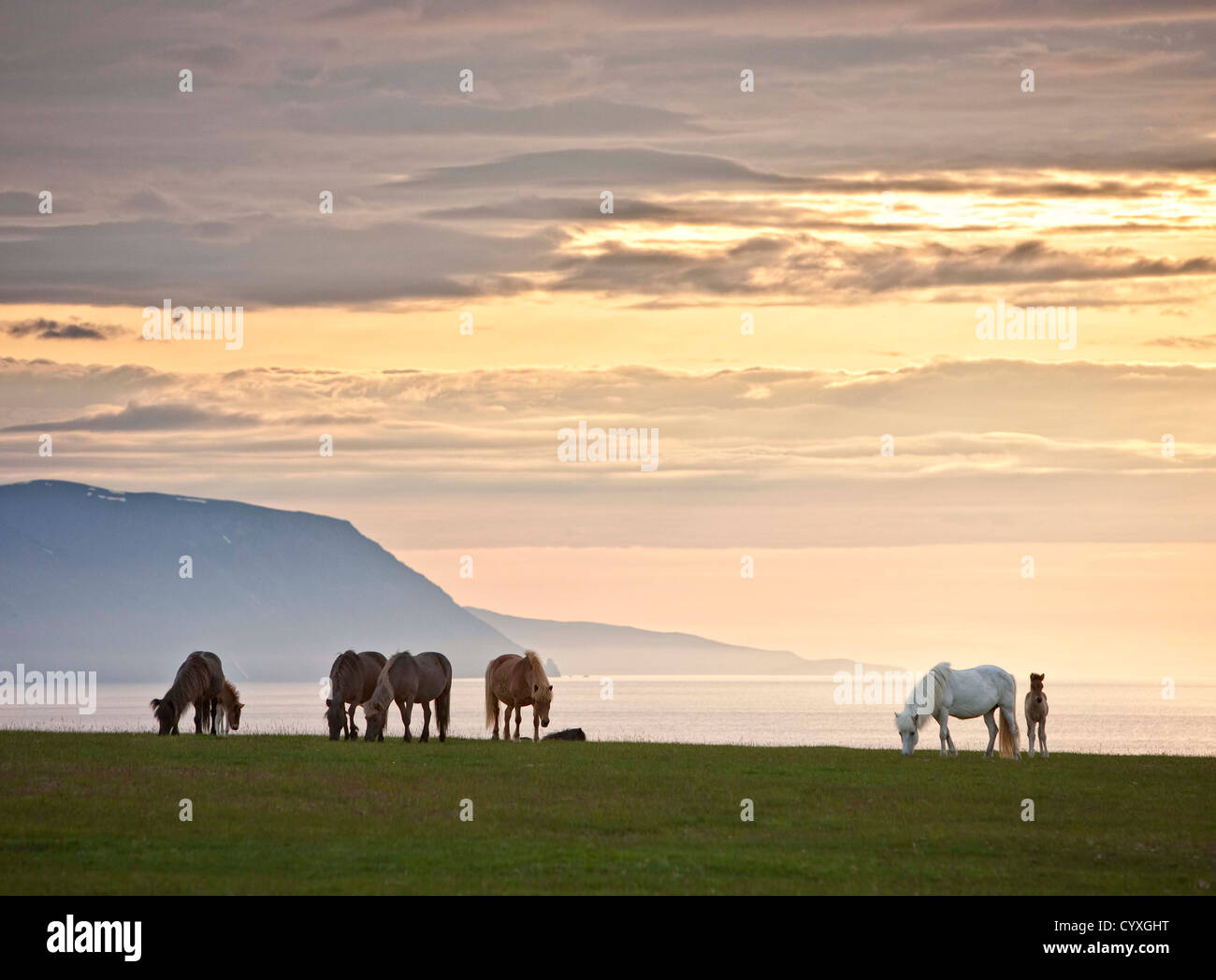 Pferde weiden bei Sonnenuntergang Skjalfandafloi Bucht, Island Stockfoto