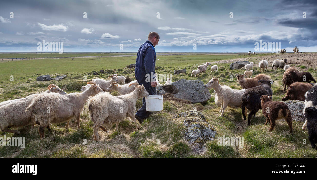 Landwirt mit Schafen Ost-Island Stockfoto