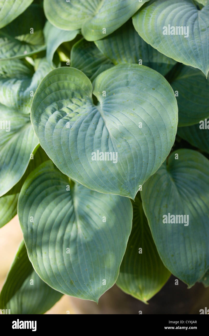 Pflanzen, Hosta, große grüne herzförmige Blätter Stockfotografie Alamy