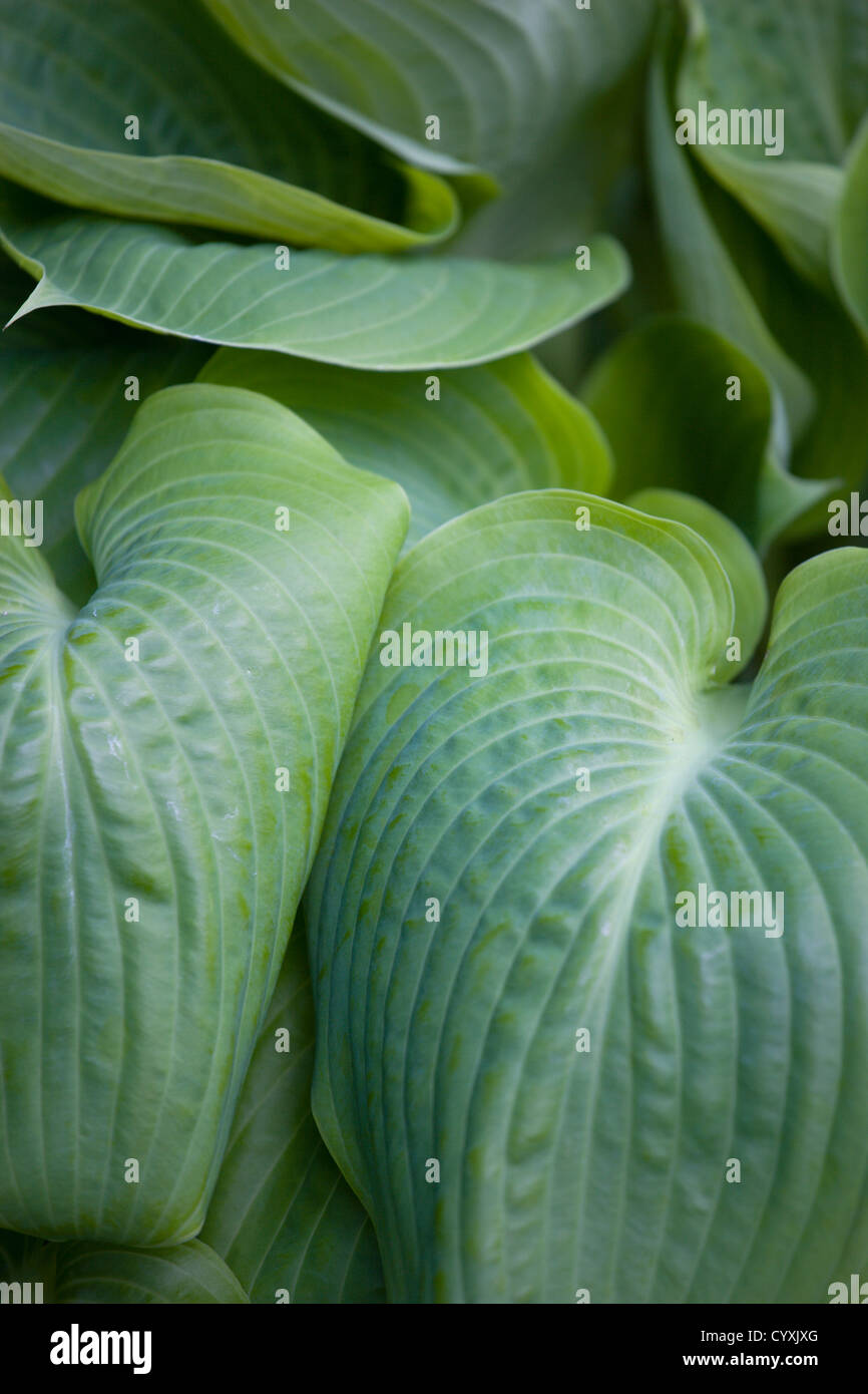Pflanzen, Hosta, Summe und Substanz, großes Herz geformt grüne Blätter der Wegerich Lilie. Stockfoto