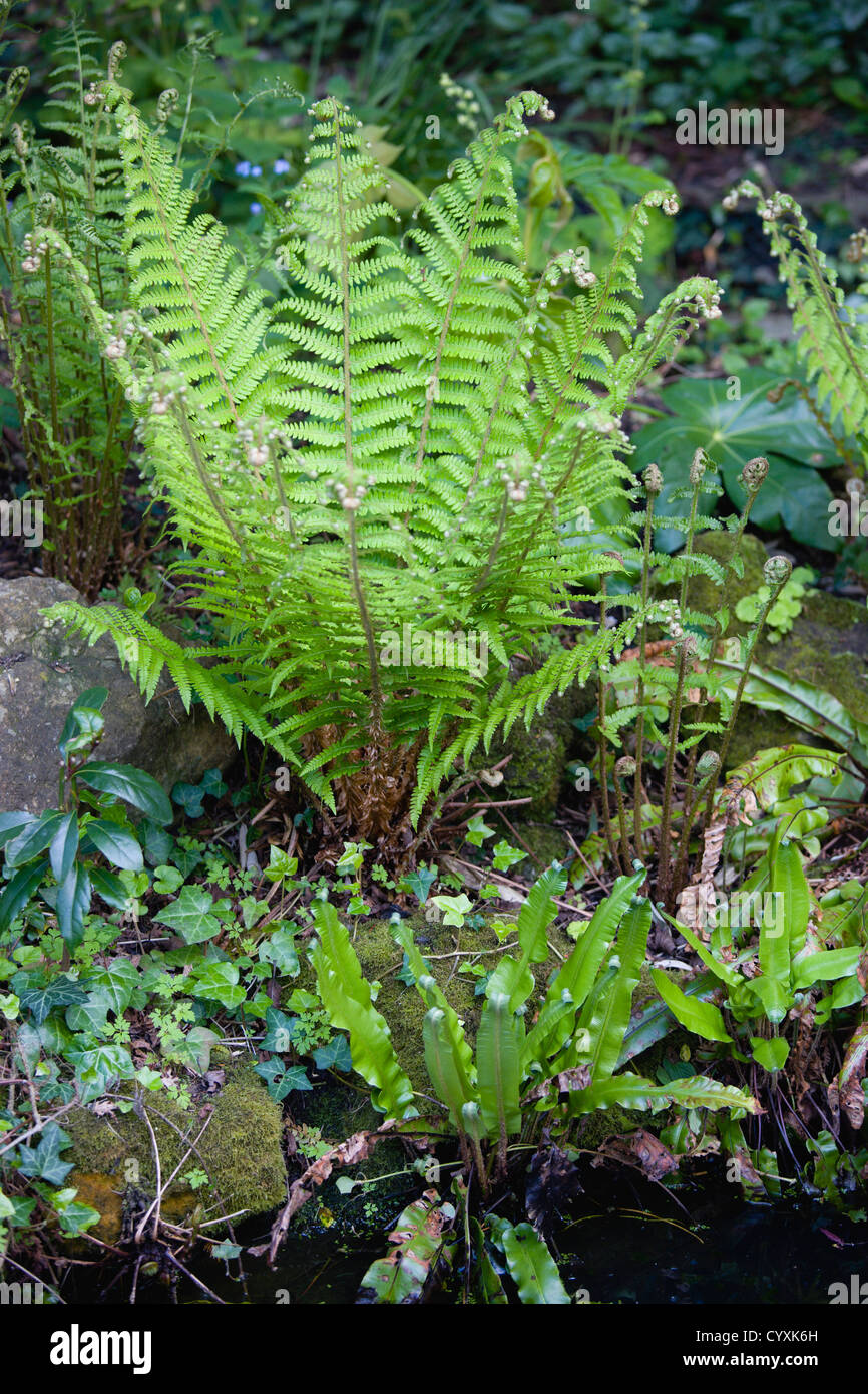 Pflanzen, Farne, Blätter von Dryopteris Filix-Mas oder Wurmfarn unfurling neben einen Gartenteich mit einem Hart Zunge Farn Stockfoto