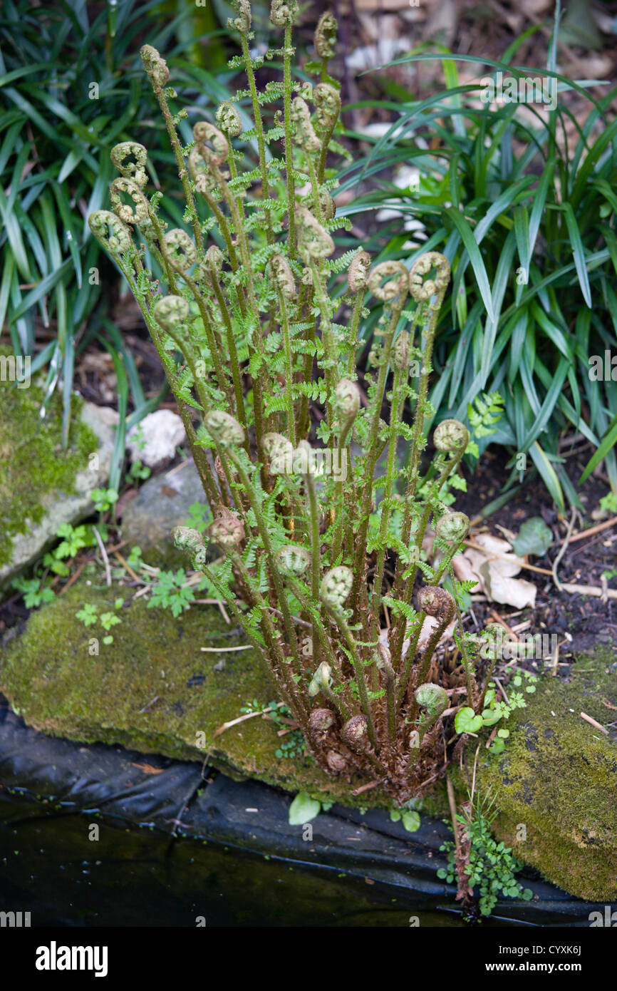 Pflanzen, Farne, Blätter von Dryopteris Filix-Mas oder Wurmfarn unfurling neben einem Gartenteich. Stockfoto