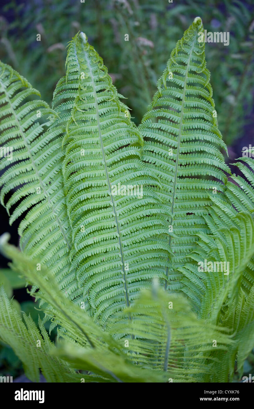 Pflanzen, Farne, Blätter von Dryopteris Filix-Mas oder Wurmfarn unfurling. Stockfoto