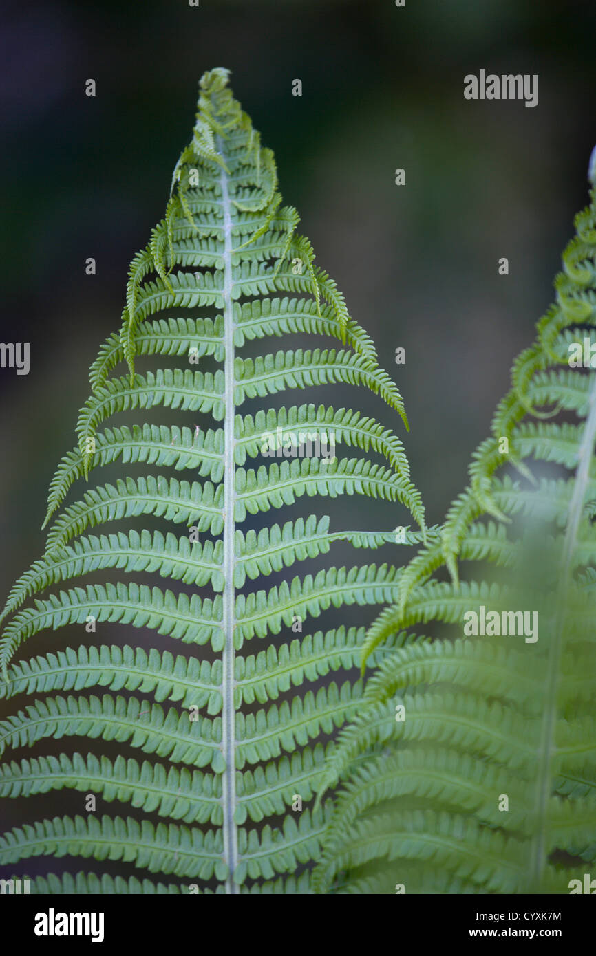Pflanzen, Farne, Blätter von Dryopteris Filix-Mas oder Wurmfarn unfurling. Stockfoto