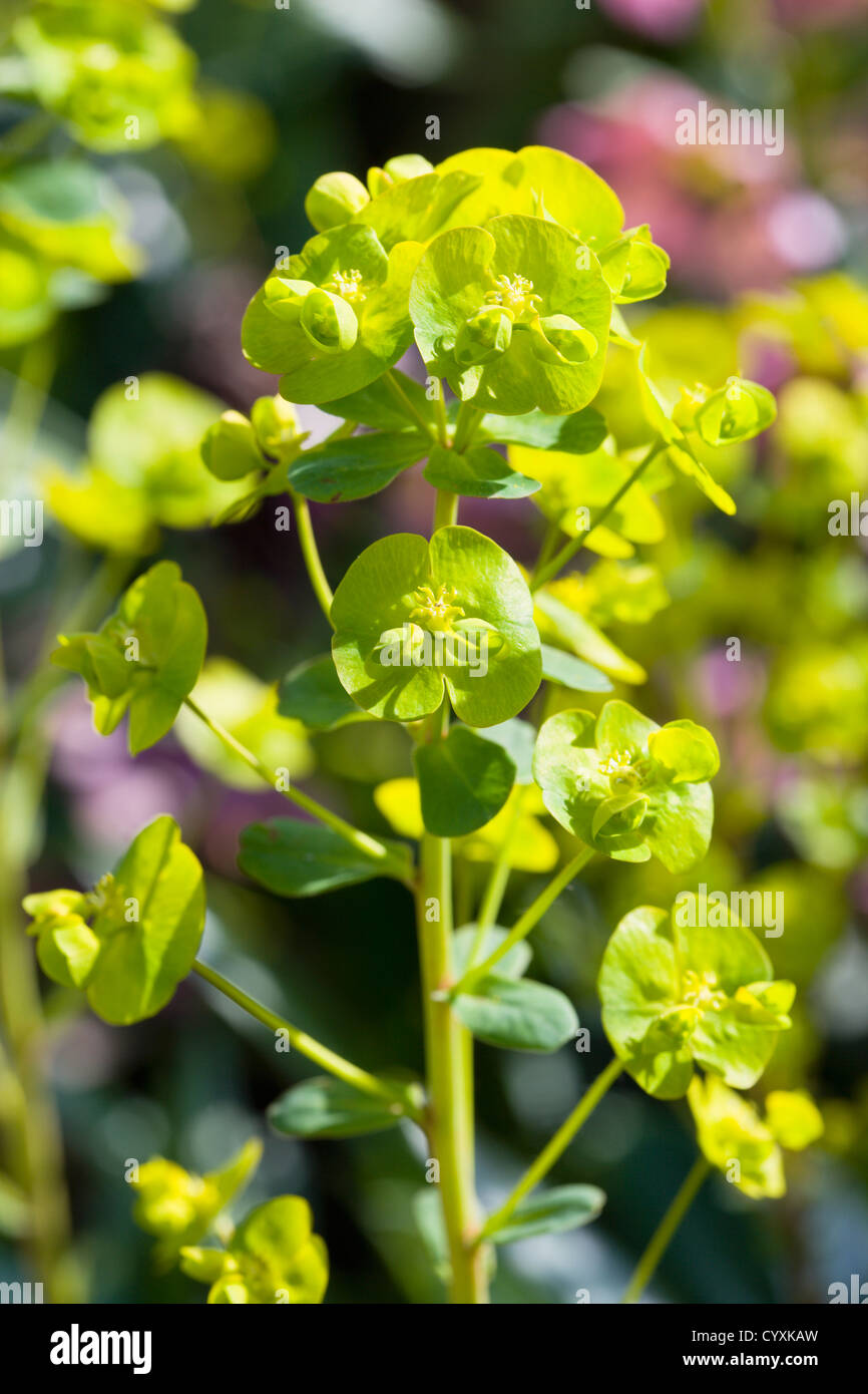 Pflanzen, Blumen, Euphorbia Amygdaloides Robbiae, leichte grüne Blumen auf Hochblätter von Holz Wolfsmilch, auch bekannt als Frau Robb Motorhaube. Stockfoto