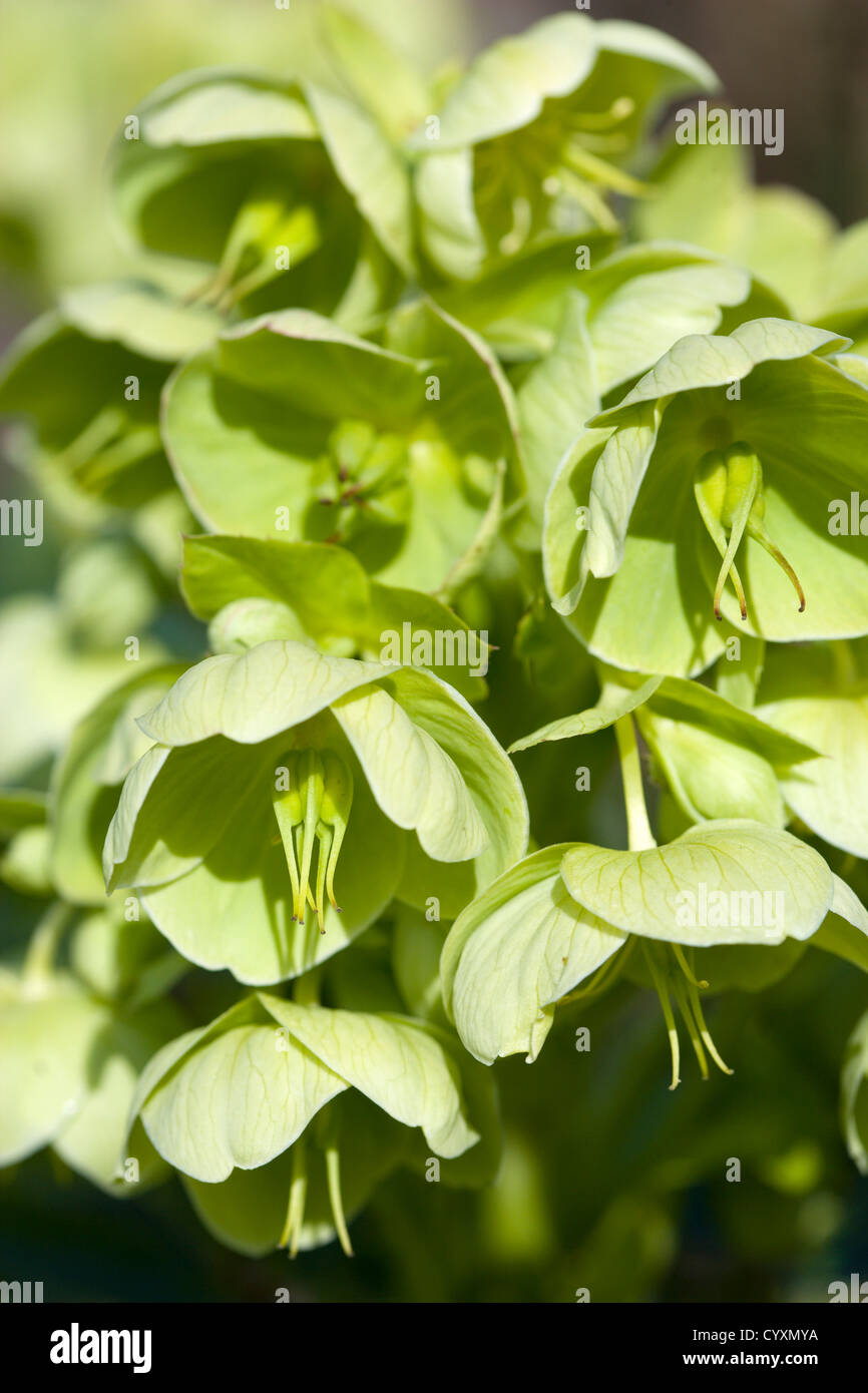 Pflanzen, Blumen, Helleborus, blass grün blühende Nieswurz oder Fastenzeit Rose. Stockfoto