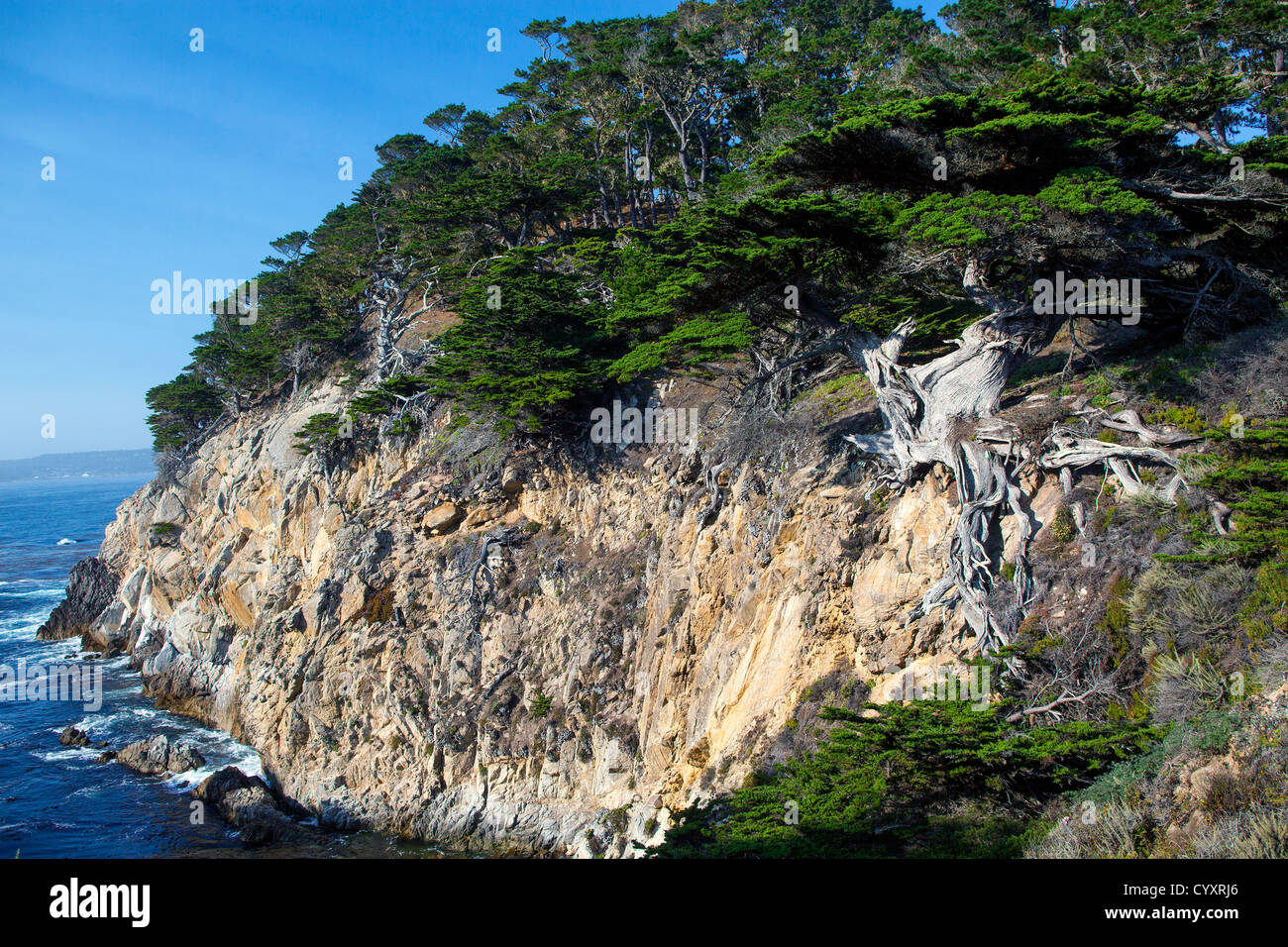 Eine riesige Zypresse wächst gegen eine Klippe am Point Lobos, Kalifornien. Stockfoto
