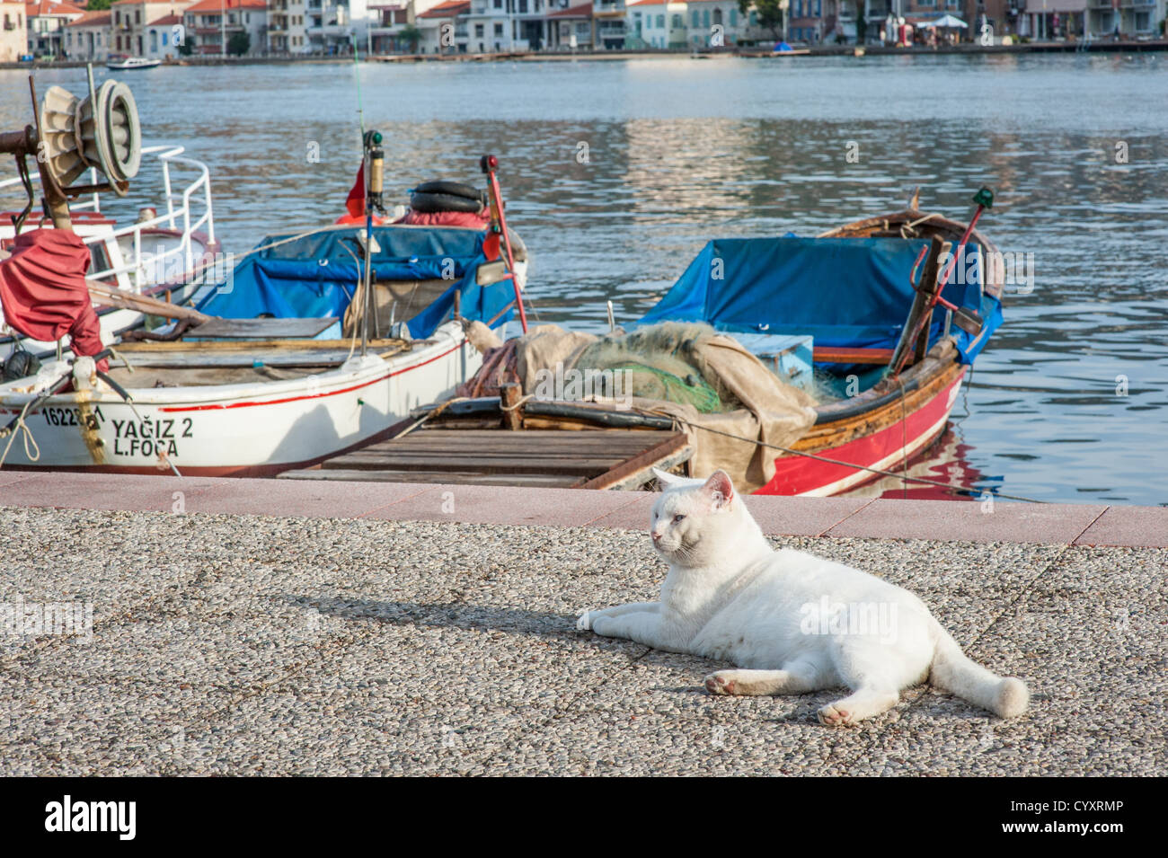 Eine weiße Katze, sonnen sich vor Angelboote/Fischerboote in Foca, Türkei. Stockfoto