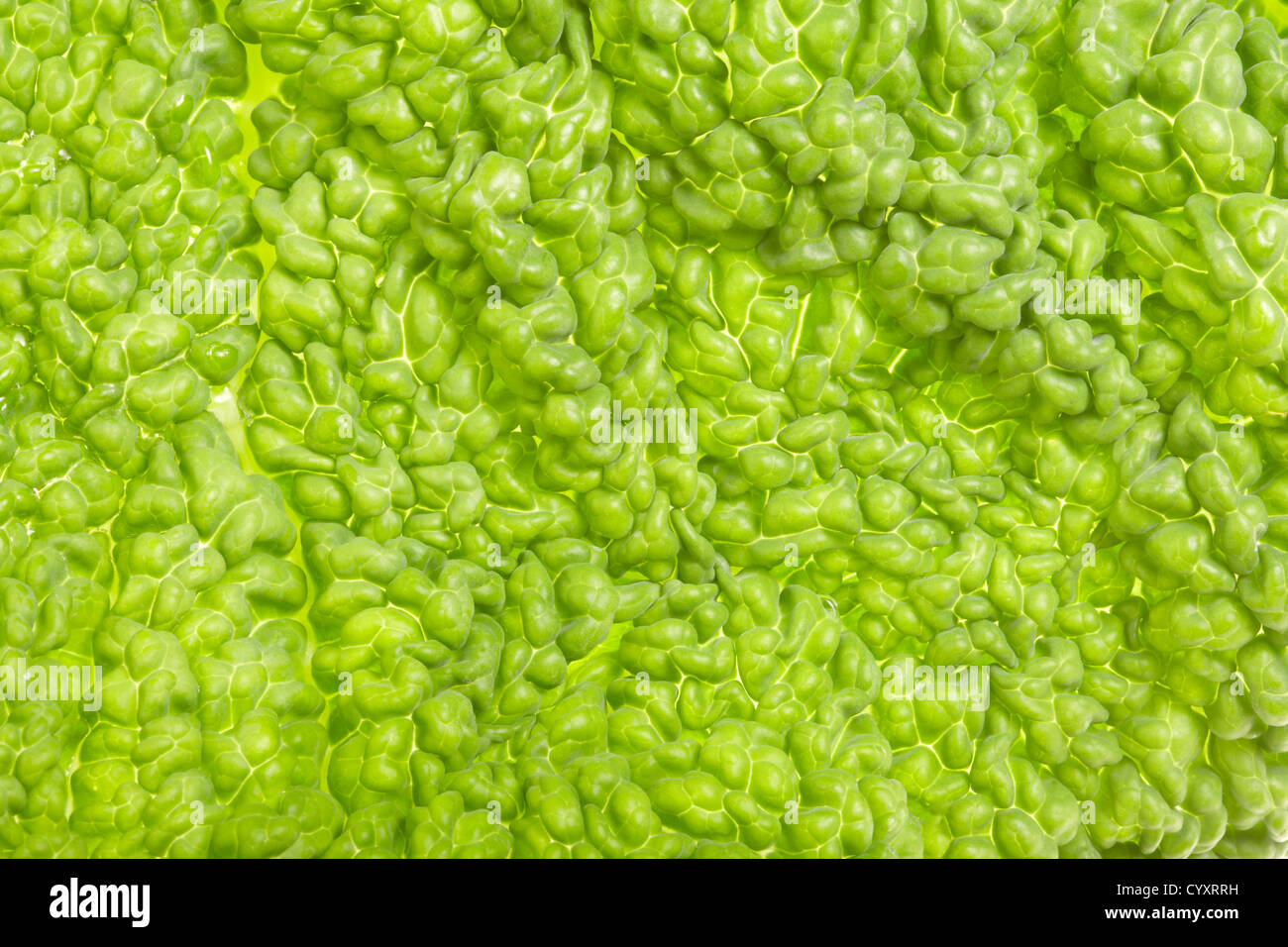 Abstrakte natürlichen grünen Hintergrund Stockfoto