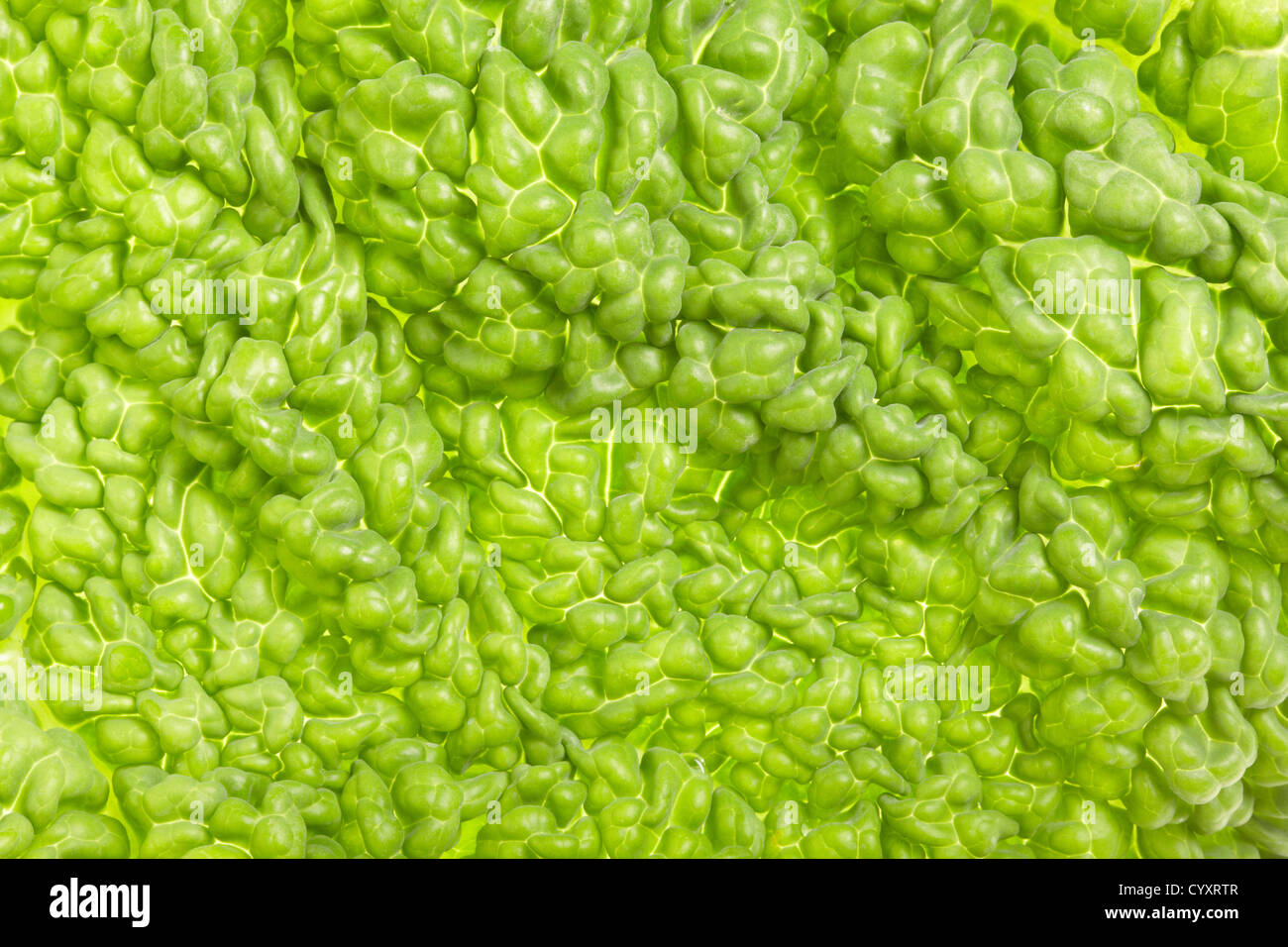 Abstrakte natürlichen grünen Hintergrund Stockfoto