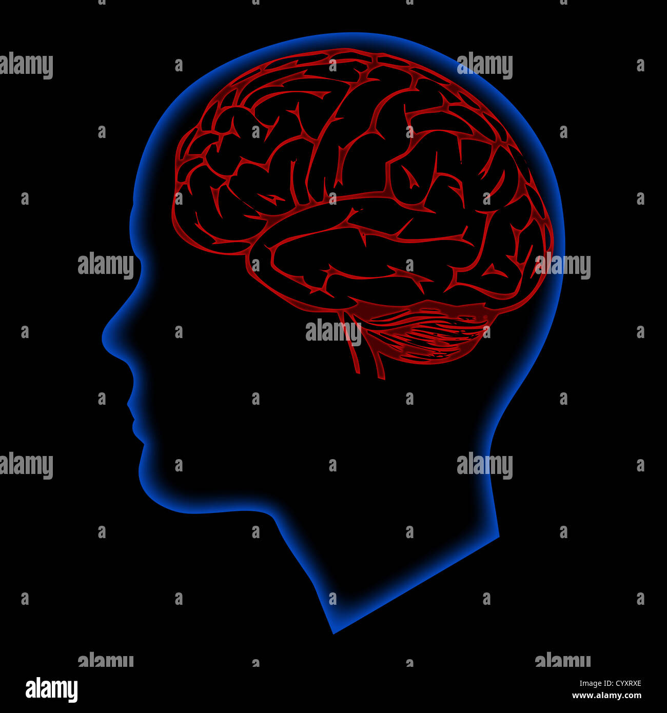 Illustration des menschlichen Gehirns in Kopf Stockfoto